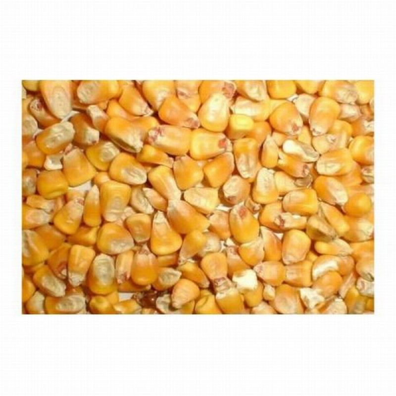 Kukurūzas graudi 40kg