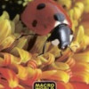Klade Macro World 48 lpp rūtiņu Krievija