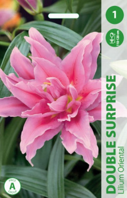Puķu stādi Lilijas Double Surprise