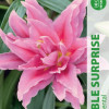 Puķu stādi Lilijas Double Surprise