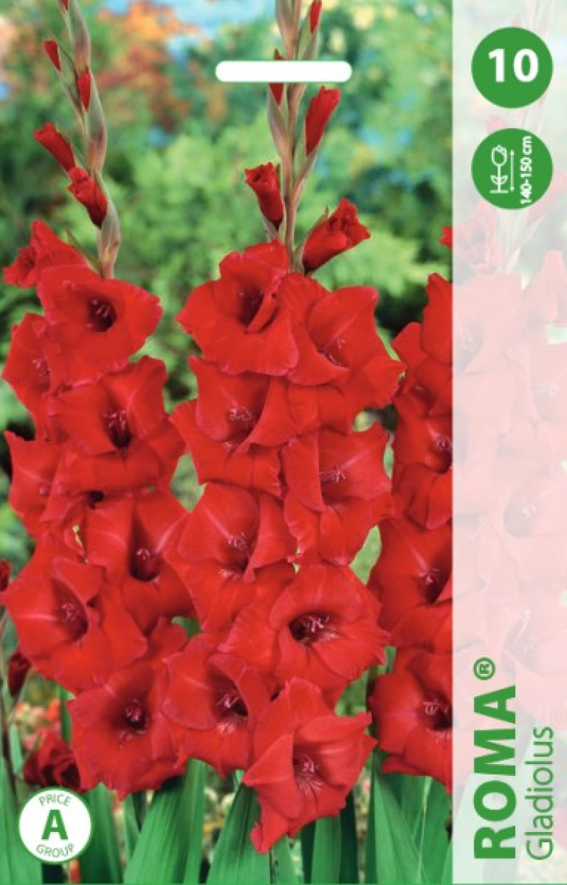 Puķu stādi Gladiolas  Roma 