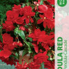Puķu stādi Begonija Pendula Red 