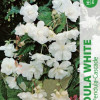 Puķu stādi Begonija Pendula White