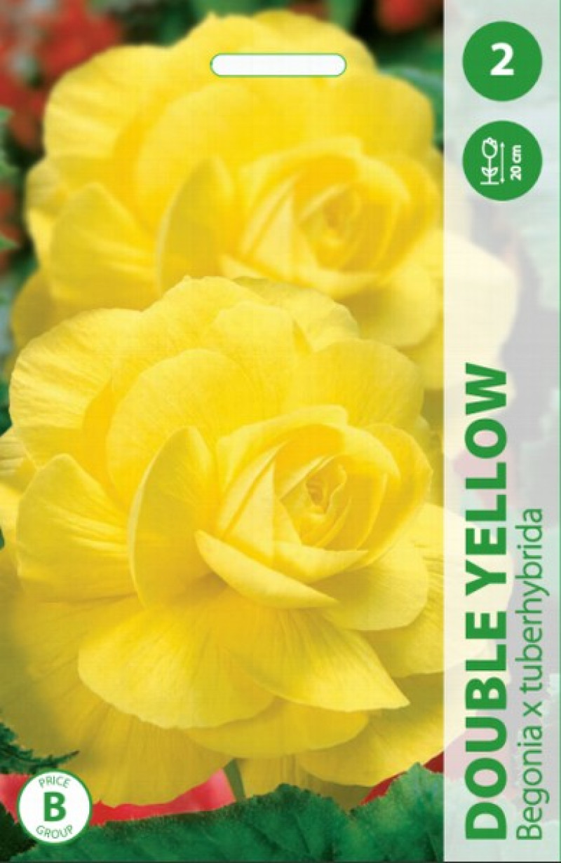 Puķu stādi Begonija Double Yellow
