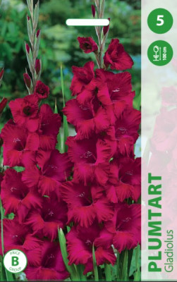 Puķu stādi Gladiolas Plum Tart 12-14 cm