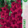 Puķu stādi Gladiolas Plum Tart 12-14 cm