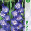 Puķu stādi Gladiolas Grapevine 12-14 cm