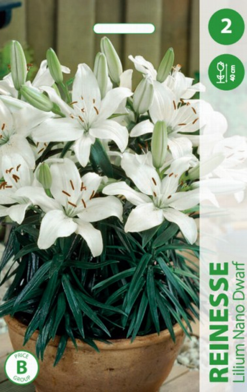 Puķu stādi Lilijas Reinesse 12-14cm