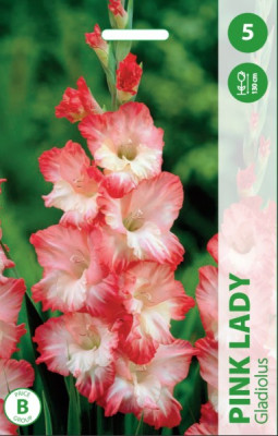 Puķu stādi Gladiolas Pink Lady 12-14 cm