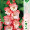 Puķu stādi Gladiolas Pink Lady 12-14 cm