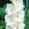 Puķu stādi Gladiolas Casablanca 8-10cm