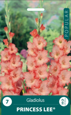 Puķu stādi Gladiolas Kardeliai Princess Lee 8-10cm 