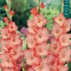 Puķu stādi Gladiolas Kardeliai Princess Lee 8-10cm 