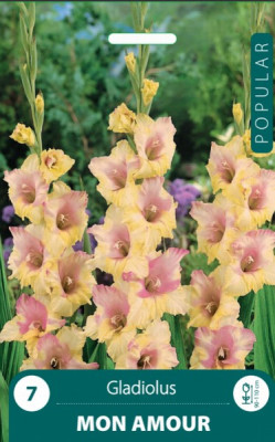 Puķu stādi Gladiolas Mon Amour 8-10cm