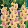 Puķu stādi Gladiolas Mon Amour 8-10cm