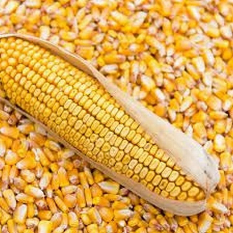 Kukurūzas graudi 35kg  Dobeles Dz.Latvija (Cena bez PVN)