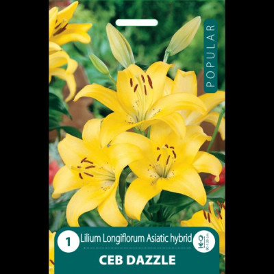 Puķu stādi Lilija "Ceb Dazzle" Nīderlande