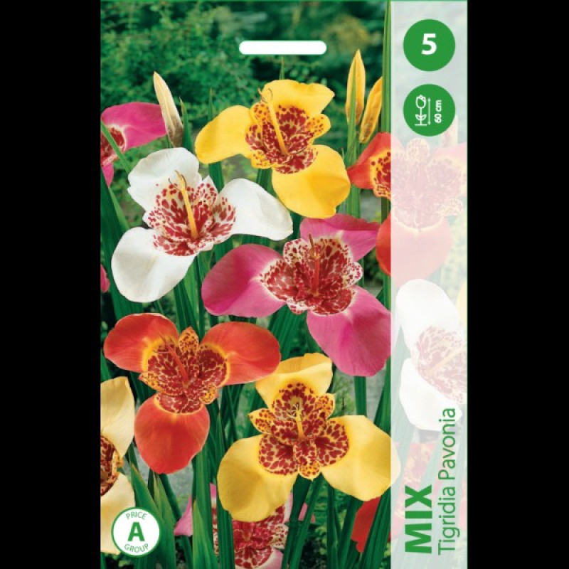 Puķu stādi Trigrīdijas MIX Nīderlande