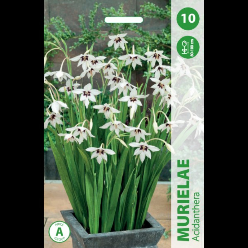 Puķu stādi Acidanteras "Murielae" Nīderlande