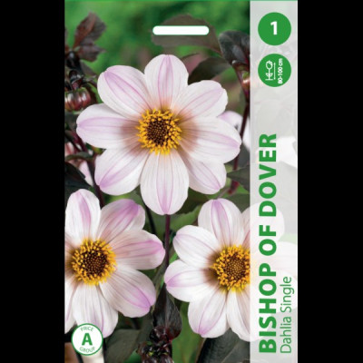 Puķu stādi Dālija "Bishop of Dover" Nīderlande