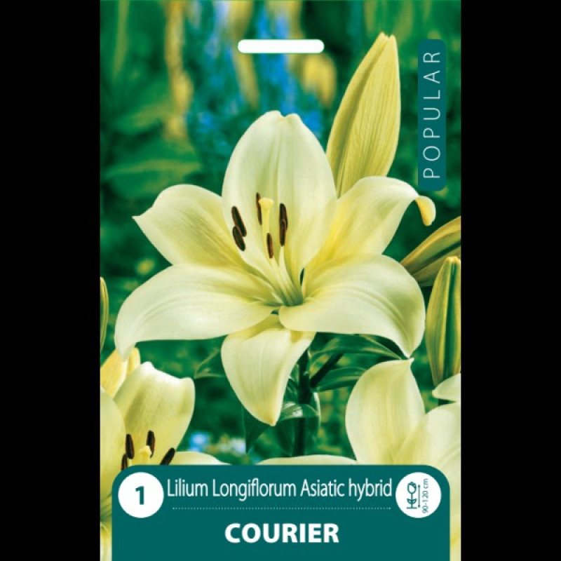 Puķu Stādi Lilija Courier