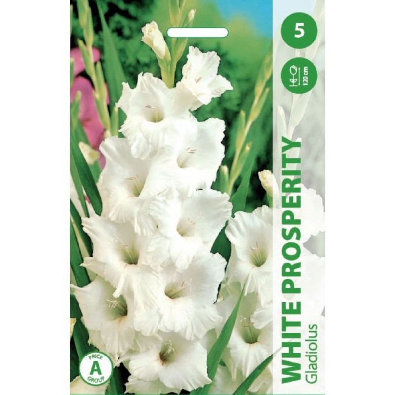  Puķu Stādi GLADIOLAS WHITE PROSPERITY 12-14cm