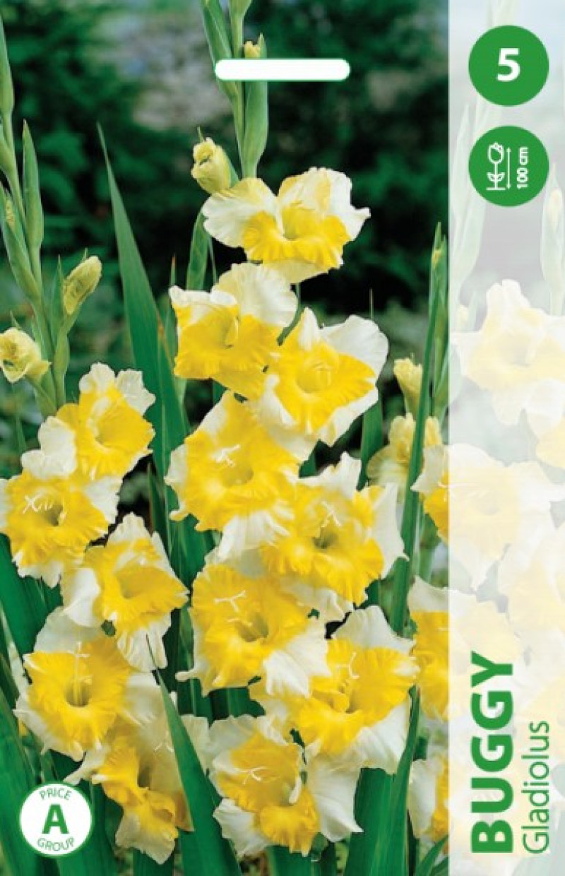 Puķu stādi Gladiolas Buggy