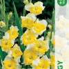 Puķu stādi Gladiolas Buggy