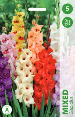 Puķu stādi Gladiolas mix 10-12cm