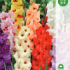 Puķu stādi Gladiolas mix 10-12cm