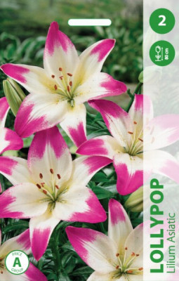 Puķu stādi Lilijas Lollypop
