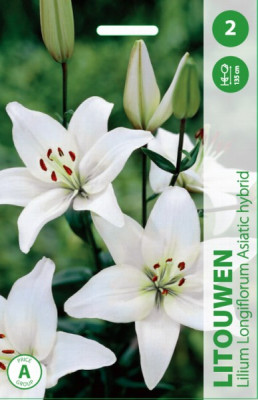 Puķu stādi Lilijas Litouwen 12-14cm 