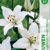 Puķu stādi Lilijas Litouwen 12-14cm 