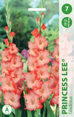 Puķu stādi Gladiolas Kardeliai Princess Lee 10-12cm 