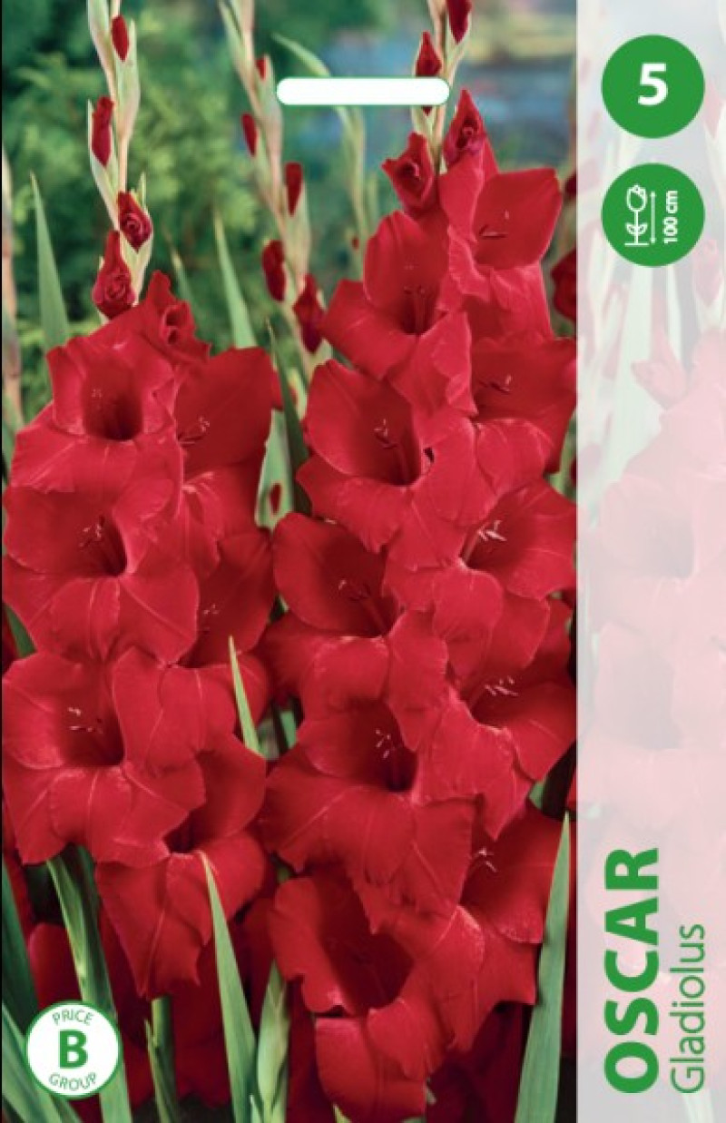 Puķu stādi Gladiolas Oscar