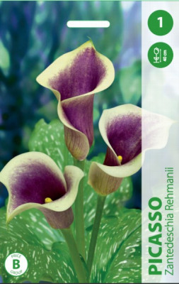 Puķu stādi Kalla Picasso 12-14cm