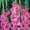 Puķu stādi Gladiolas Exclusive