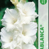 Puķu stādi Gladiolas Casablanca 10-12cm
