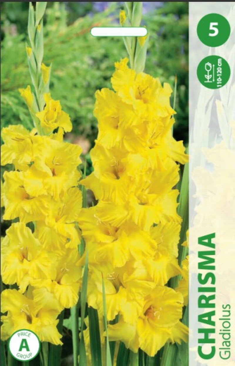 Puķu stādi Gladiolas Charisma 10-12cm