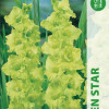 Puķu stādi Gladiolas Green star 12-14cm