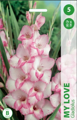 Puķu stādi Gladiolas My Love 