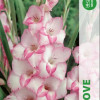 Puķu stādi Gladiolas My Love 