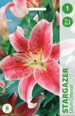 Puķu stādi Lilijas Stargazer 12-14cm