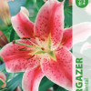 Puķu stādi Lilijas Stargazer 12-14cm