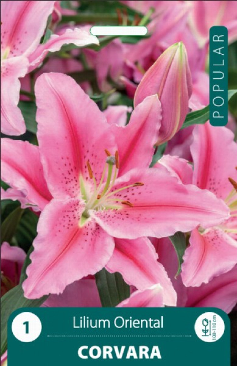 Puķu stādi Lilijas Corvara