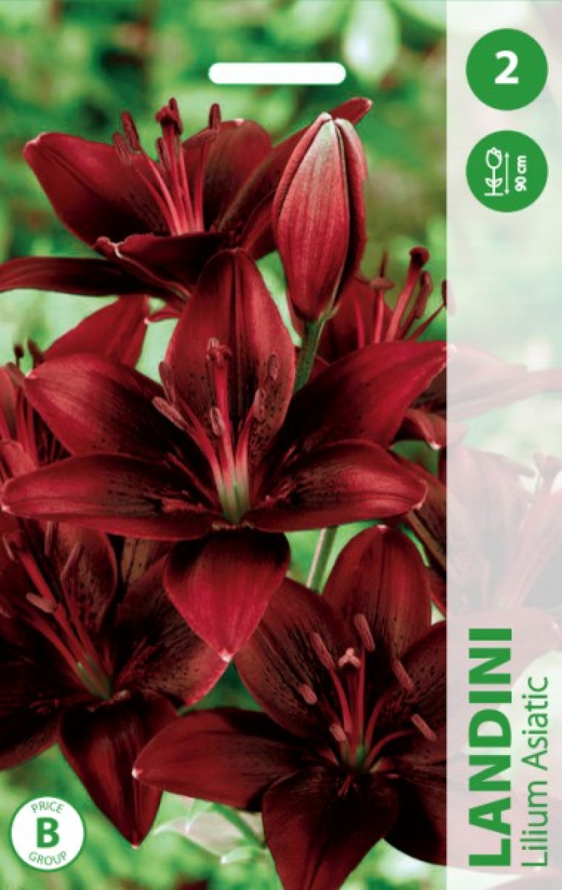 Puķu stādi Lilija Landini 14-16cm