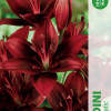 Puķu stādi Lilija Landini 14-16cm