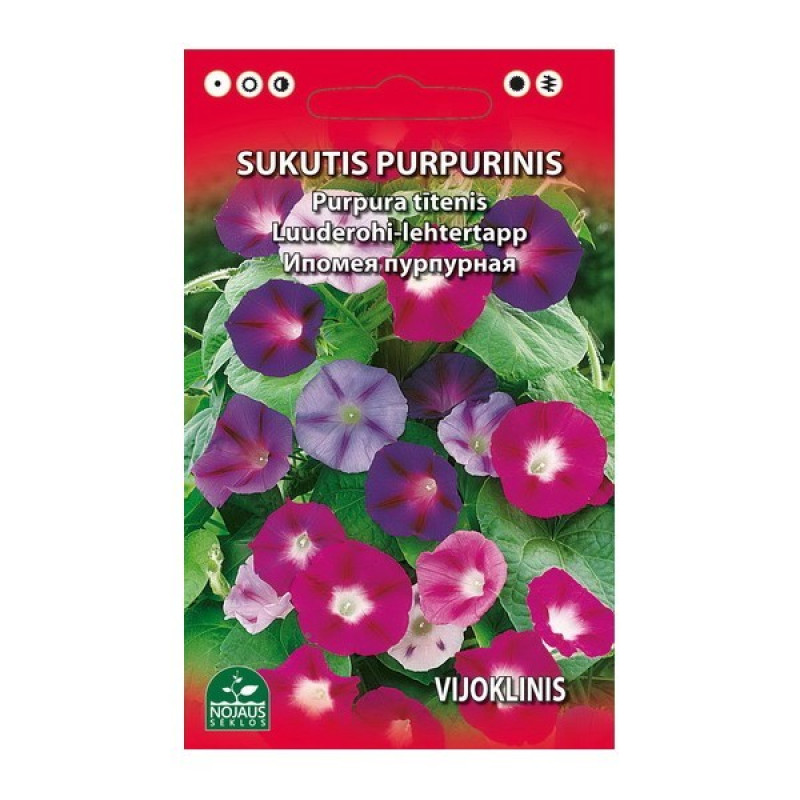 Sēklas Puķe Purpura tītenis Morning glory 2g